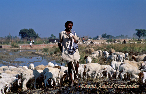 India-shepherd-with-flock-of-sheep-Rajasthan